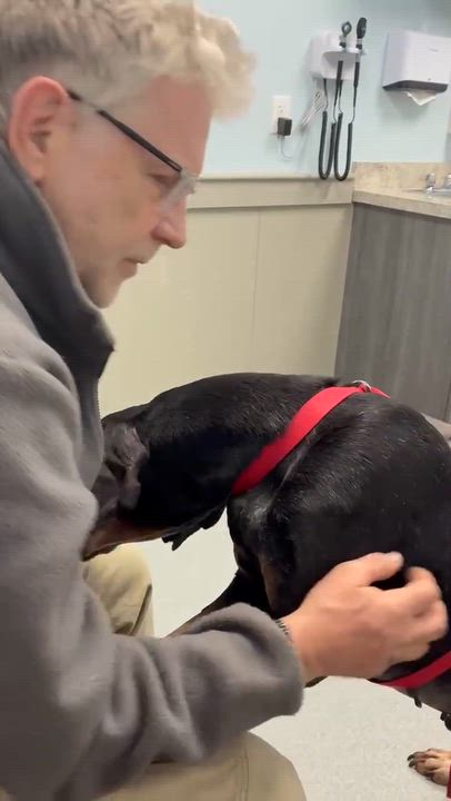 Enlarge Boomer - Special Needs!, an adopted Bluetick Coonhound in North Bay, ON video 2/6