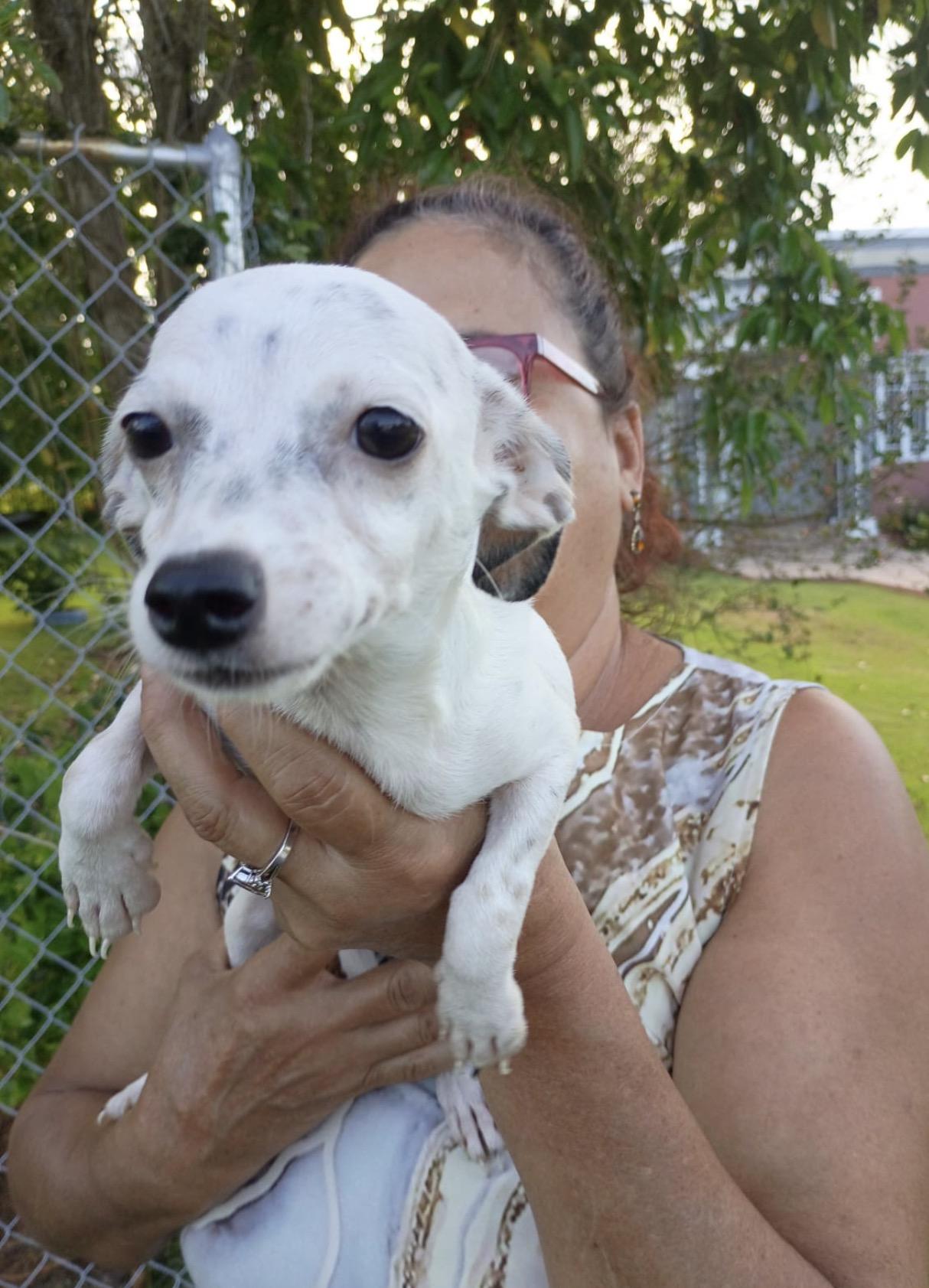 BLANCHE, Adopted, Puppy Female Chihuahua & Terrier.