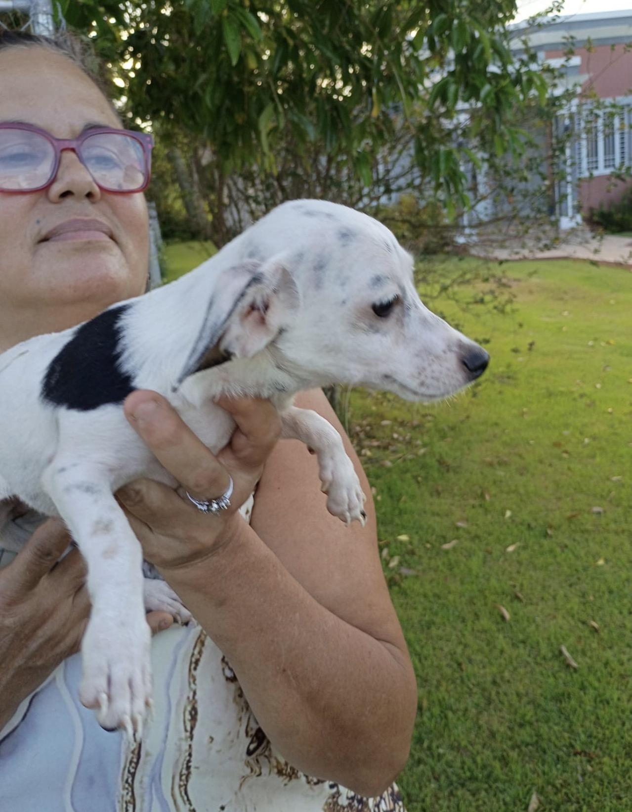 Enlarge BLANCHE, a Adopted mixed breed in Boston, MA image 6/6
