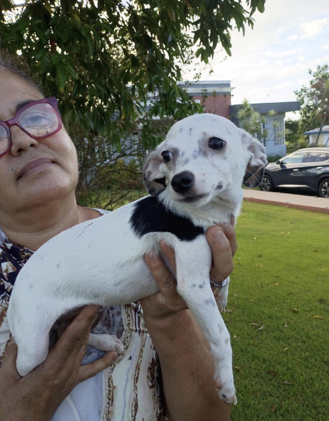 Enlarge BLANCHE, a Adopted mixed breed in Boston, MA image 5/6