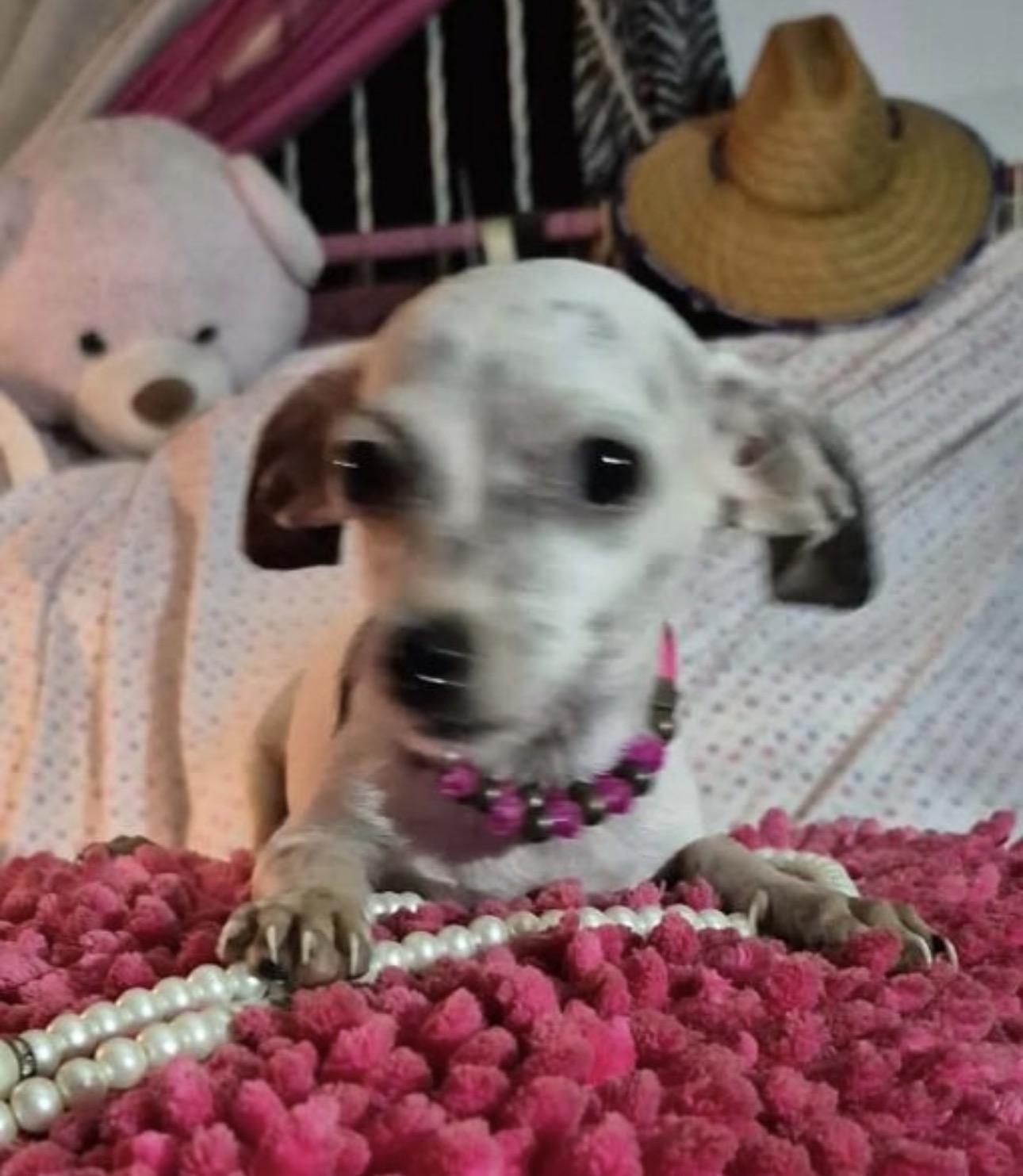 Enlarge BLANCHE, a Adopted mixed breed in Boston, MA image 3/6
