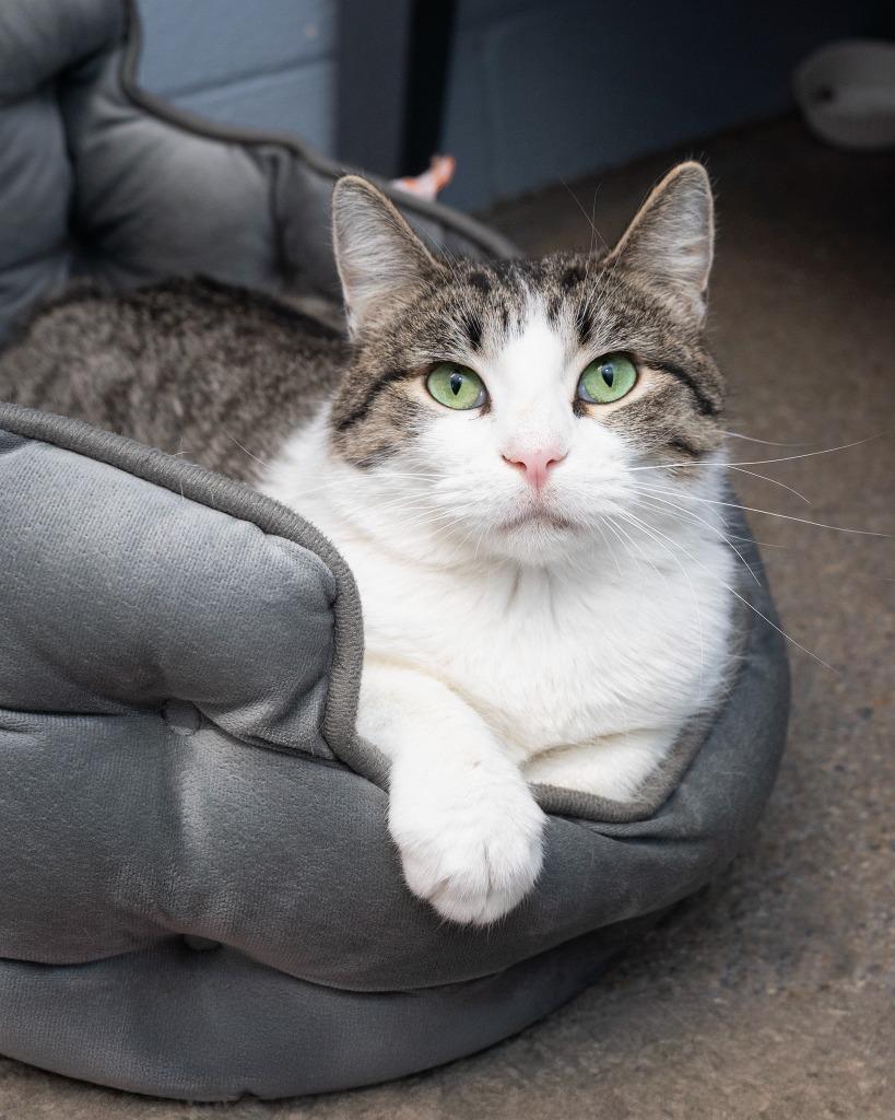 Hellen, a Adopted mixed breed in Boone, IA image 2/2