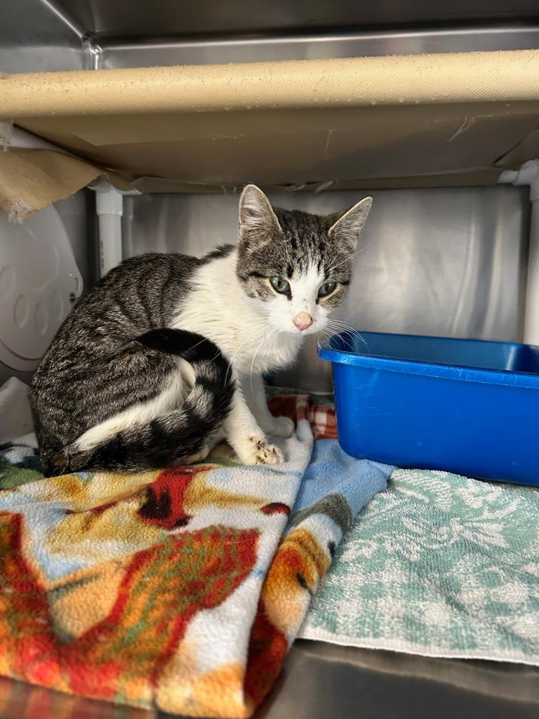 Hellen, Adoptable, Young Female Domestic Short Hair.