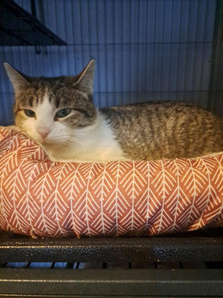 Hellen, a Adoptable mixed breed in Boone, IA image 2/2