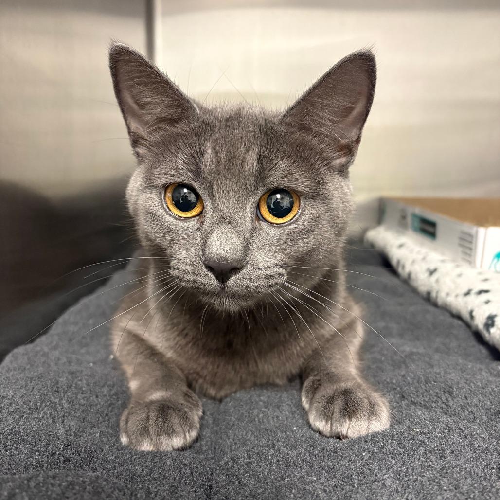 Enlarge 26-342 Merryweather, a Adoptable Domestic Short Hair in North Branford, CT image 1/1