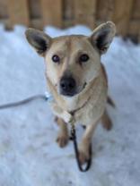 Enlarge Mouse Trap, an adopted mixed breed in Whitby, ON image 2/2