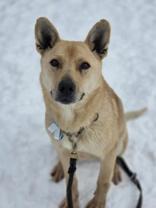 Mouse Trap, adopted, Adult Female Australian Kelpie.