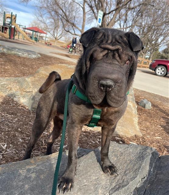 Enlarge KYRO, a Adoptable Shar-Pei in Brighton, CO image 1/1