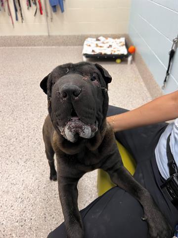 Enlarge KYRO, a Adoptable Shar-Pei in Brighton, CO image 1/1