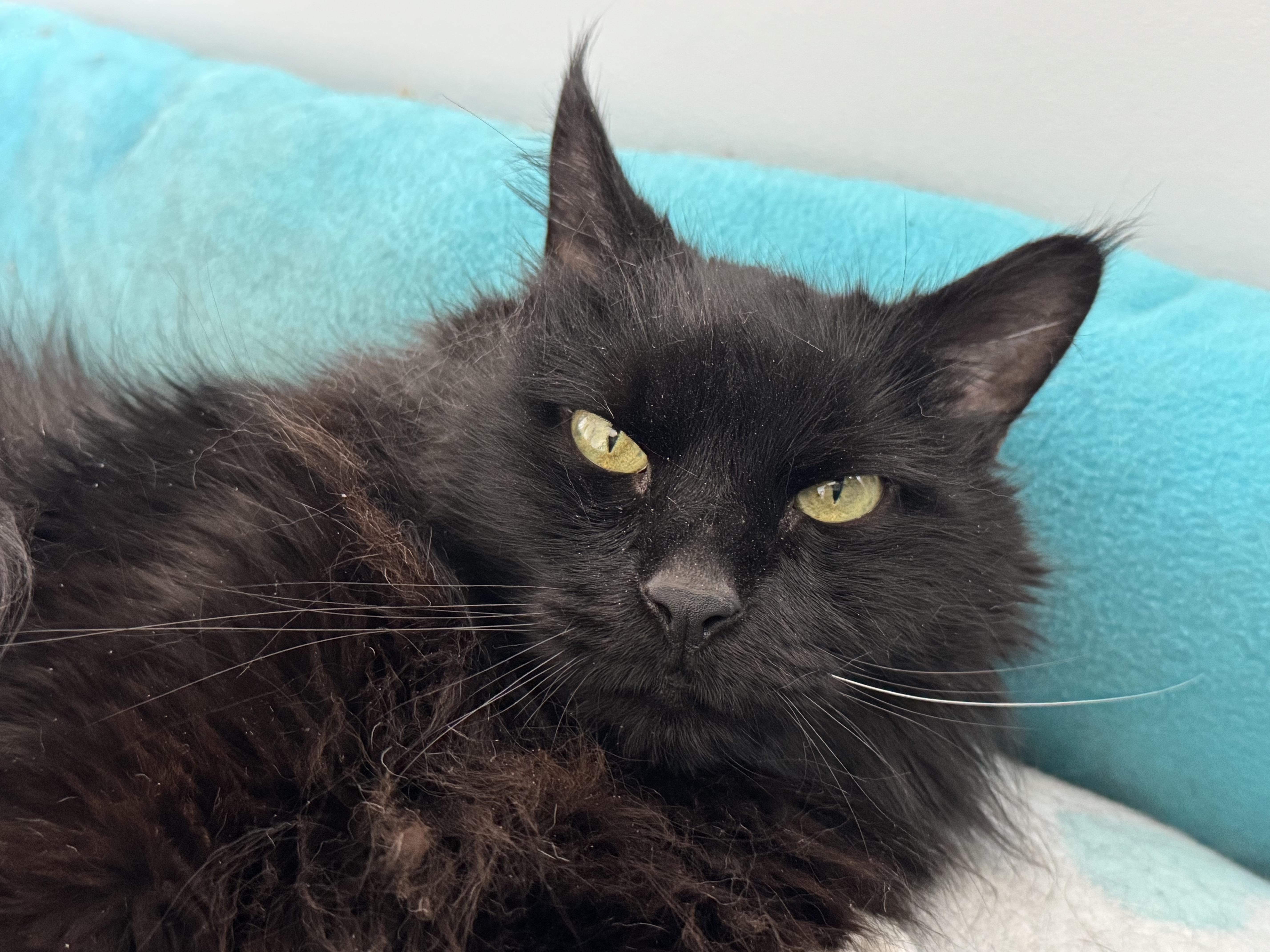 Jade, Adopted, Adult Male Maine Coon.