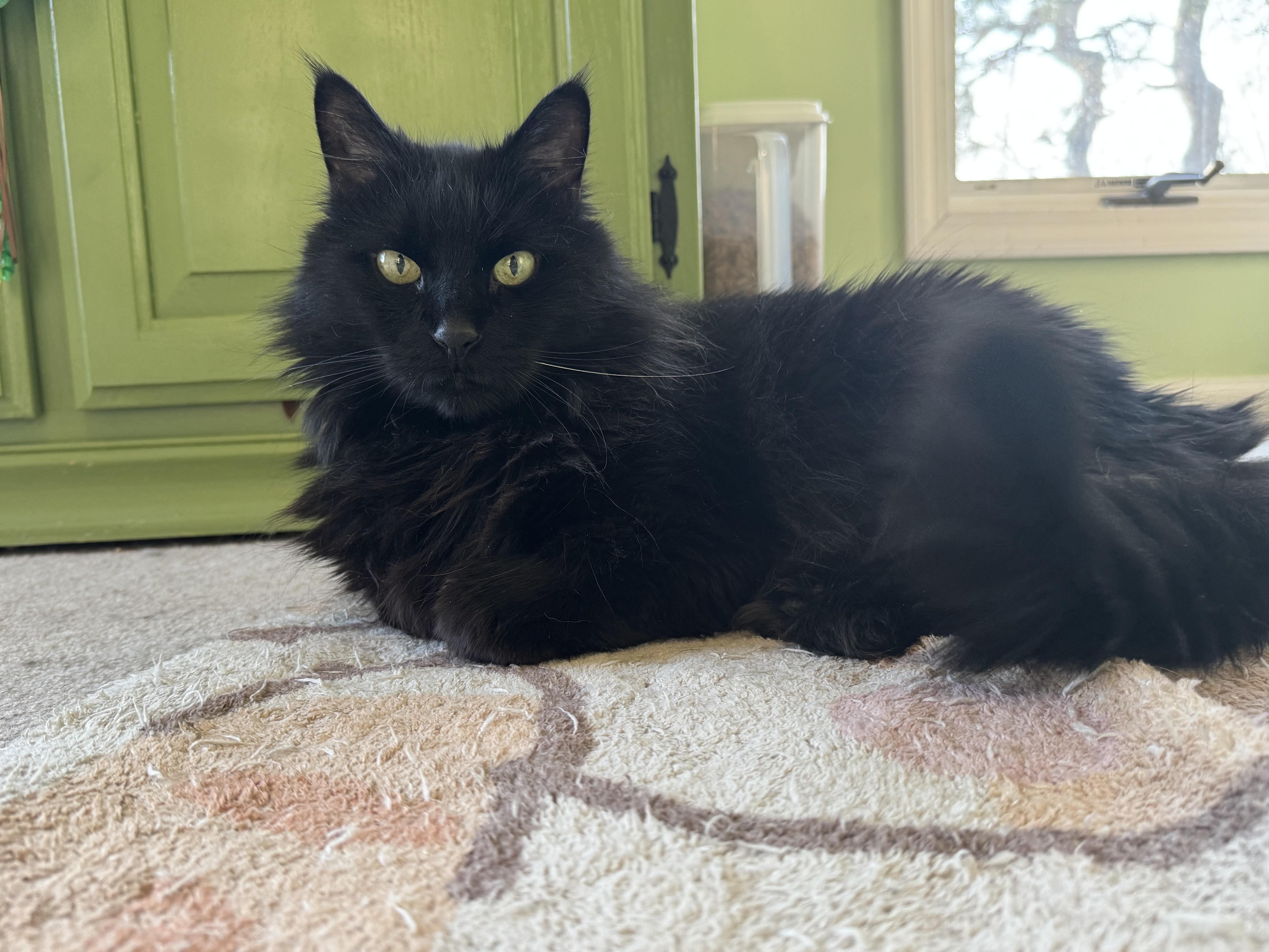 Enlarge Jade, a Adopted mixed breed in Perrineville, NJ image 2/3