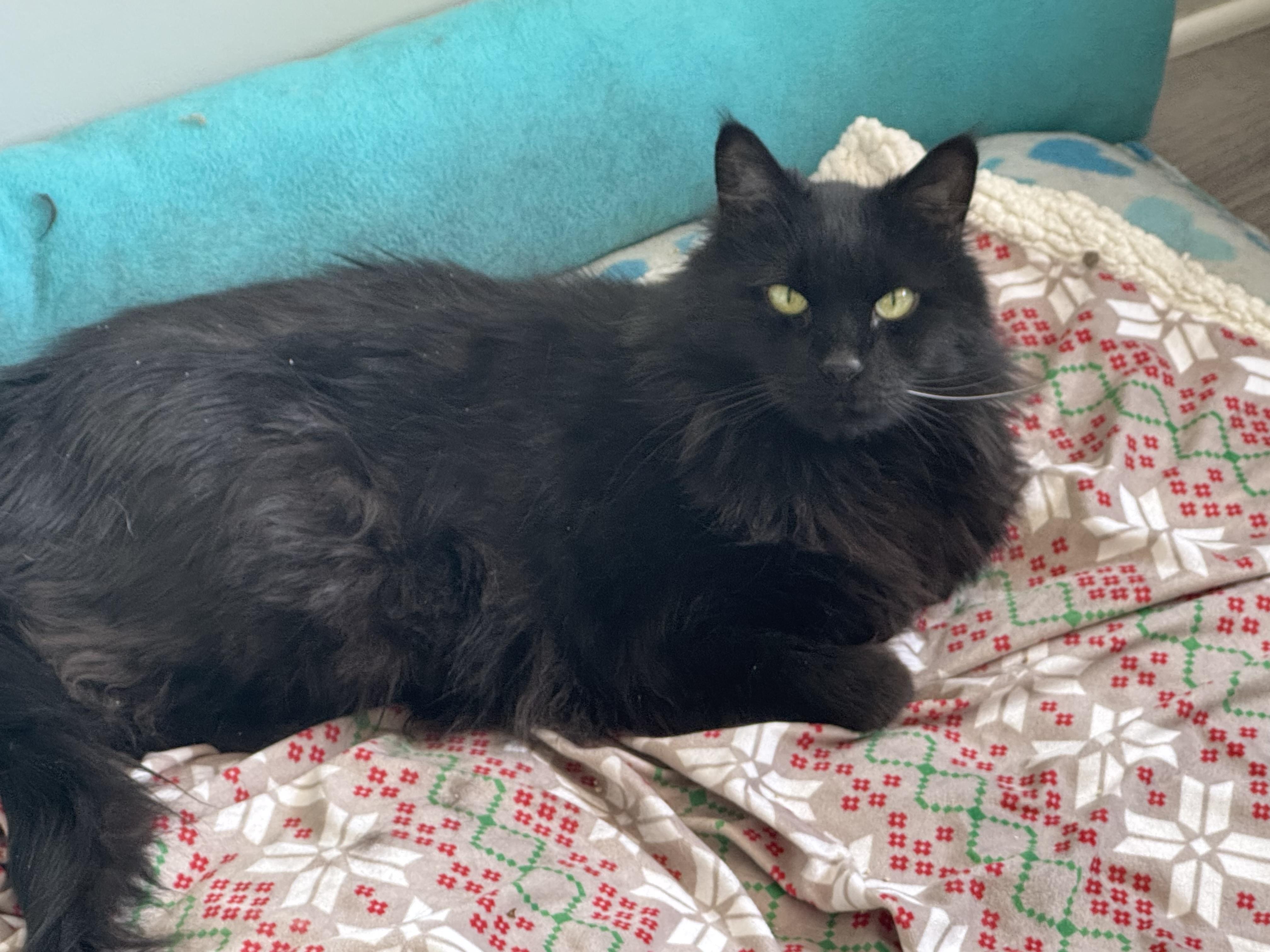 Enlarge Jade, a Adopted mixed breed in Perrineville, NJ image 3/3