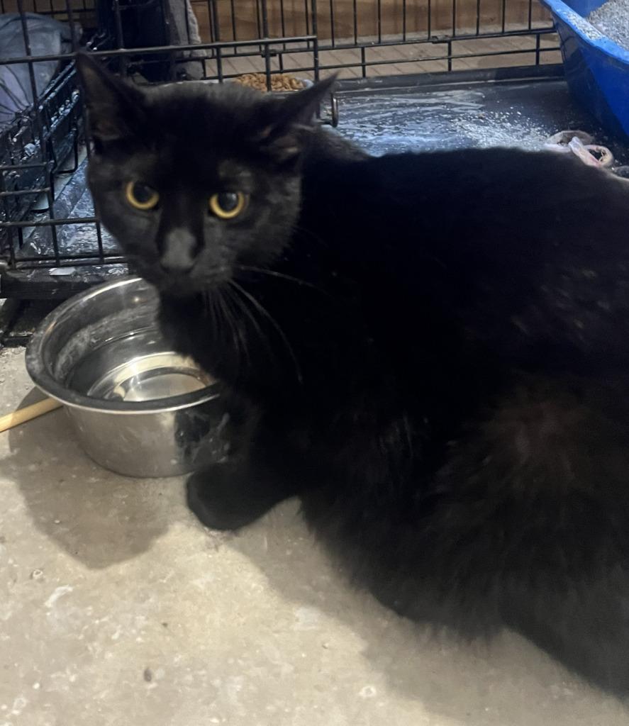 Lily, Adoptable, Young Female Domestic Short Hair.