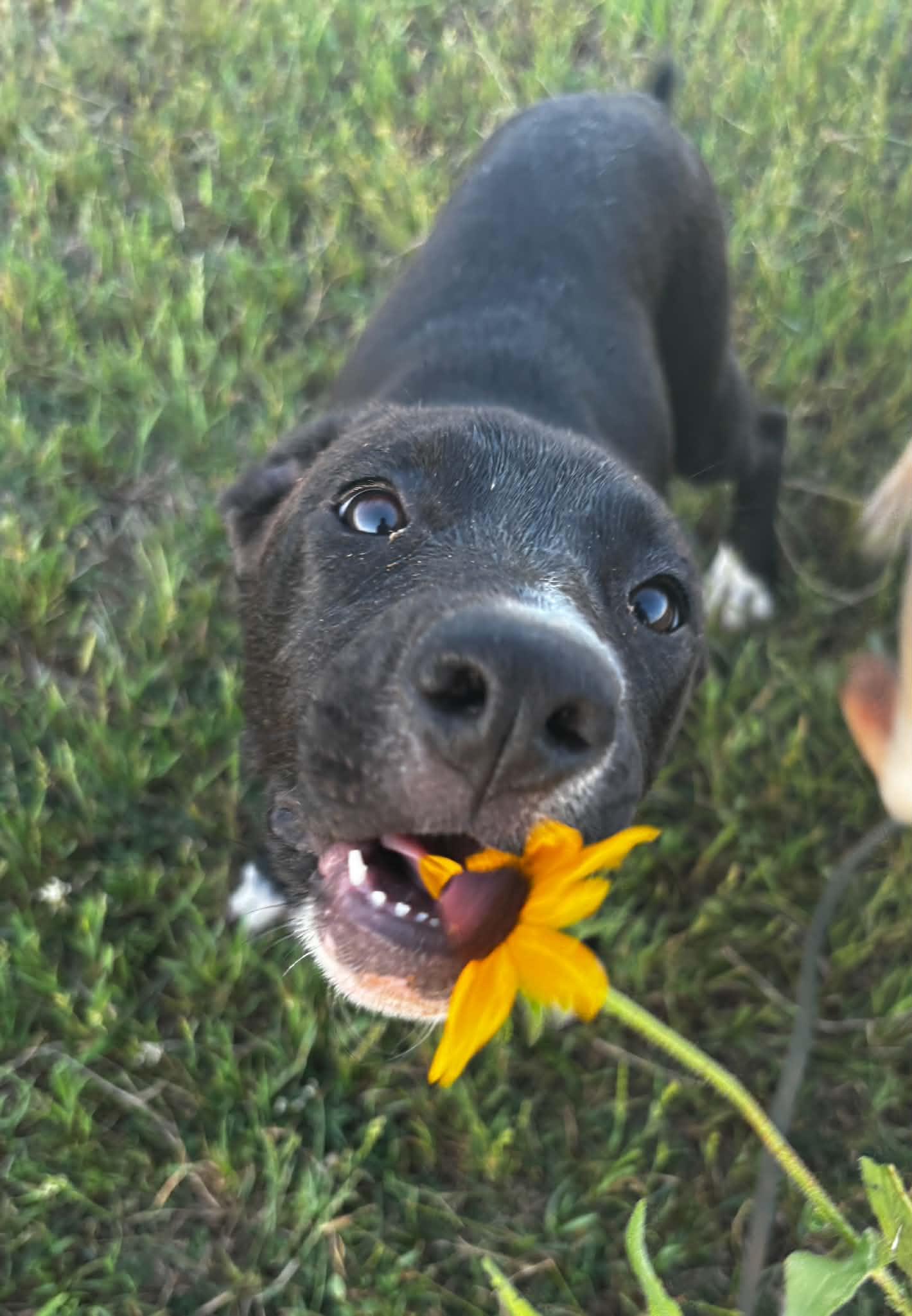 Enlarge Princess, a ADOPTABLE Mixed Breed in Okemah, OK image 2/4