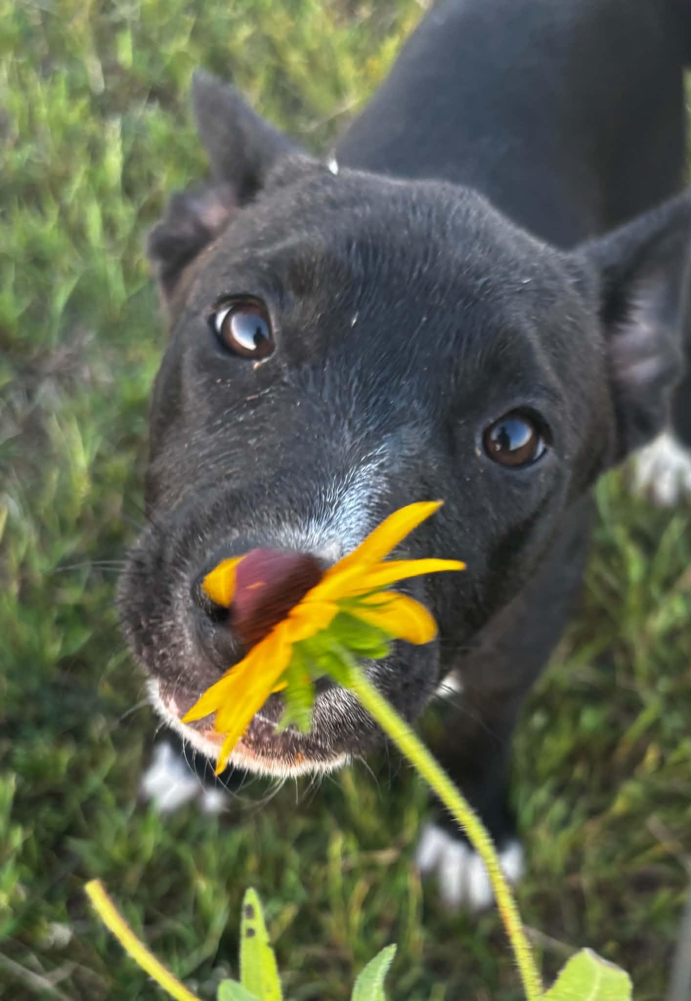 Enlarge Princess, a ADOPTABLE Mixed Breed in Okemah, OK image 3/4