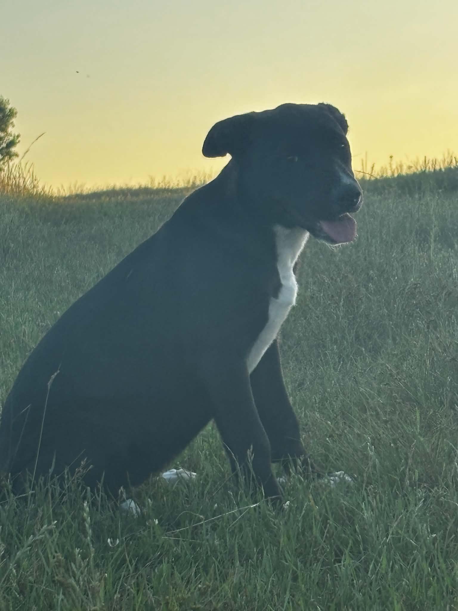 Enlarge Princess, a ADOPTABLE Mixed Breed in Okemah, OK image 4/4