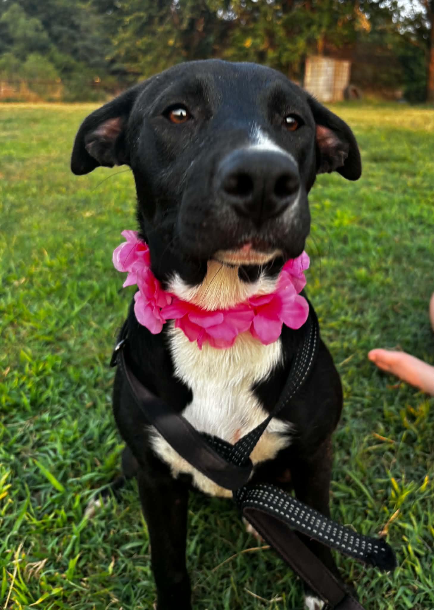Princess, a ADOPTABLE Mixed Breed in Okemah, OK image 6/6