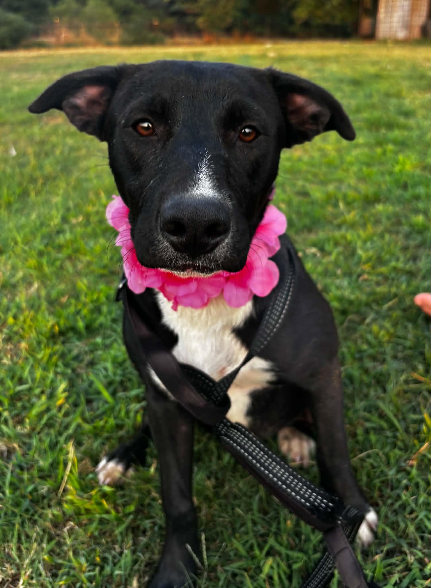 Princess, a ADOPTABLE Mixed Breed in Okemah, OK image 2/6