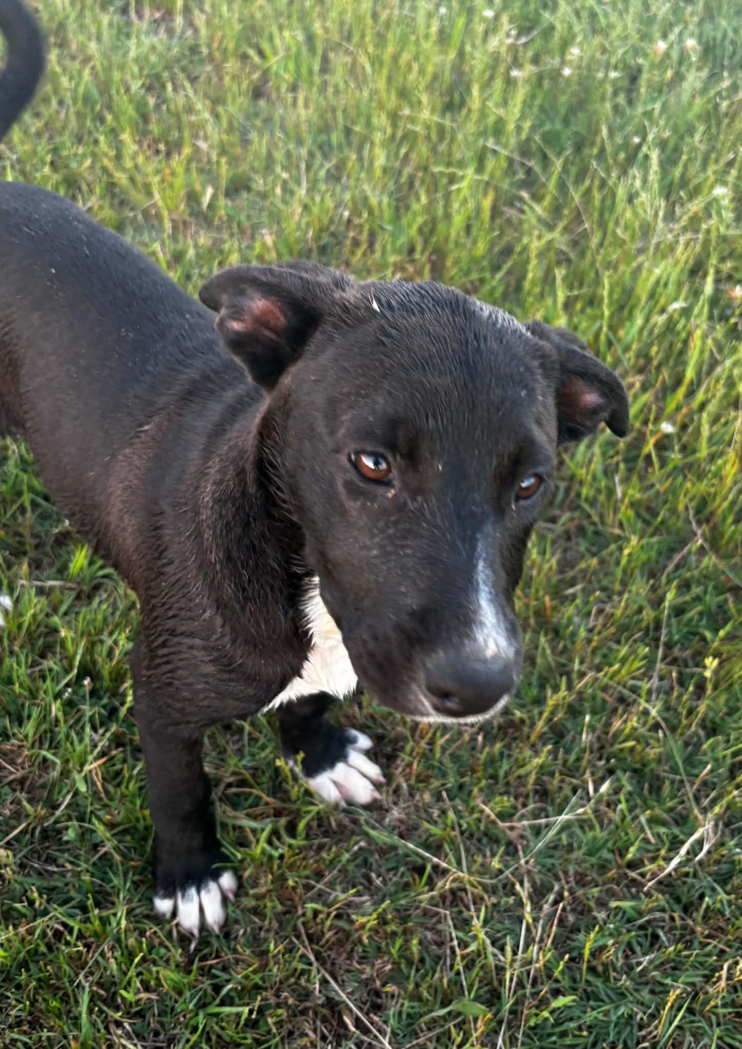 Princess, ADOPTABLE, Puppy Female Mixed Breed.