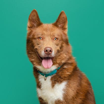 Carson, Adoptable, Adult Male Husky & Alaskan Malamute.