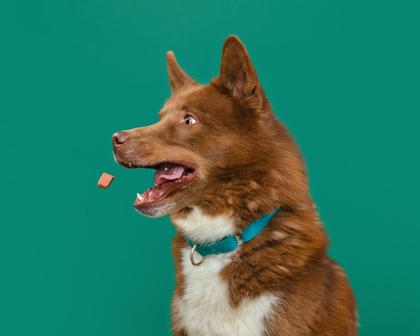 Enlarge Carson, a Adoptable mixed breed in Mount Holly, NJ image 2/3