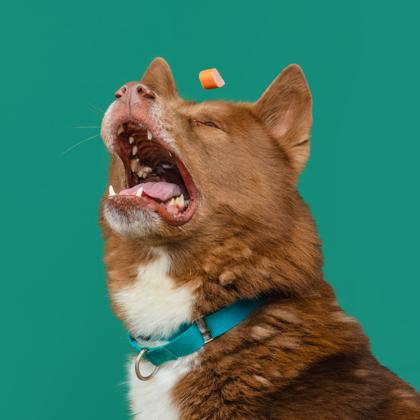 Carson, Adoptable, Adult Male Husky & Alaskan Malamute.