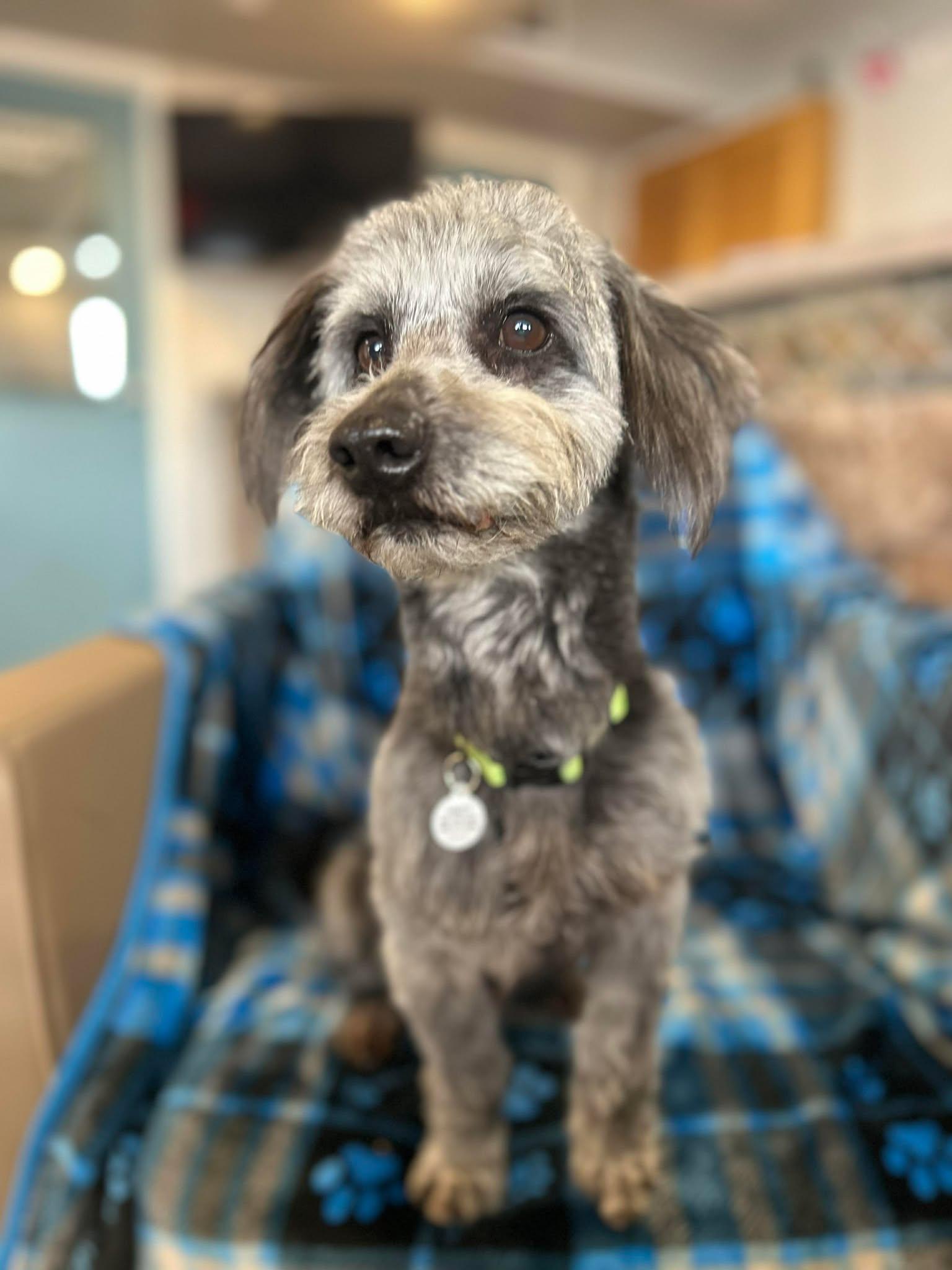 Enlarge Macaroni, an adopted mixed breed in Phoenix, AZ image 3/5