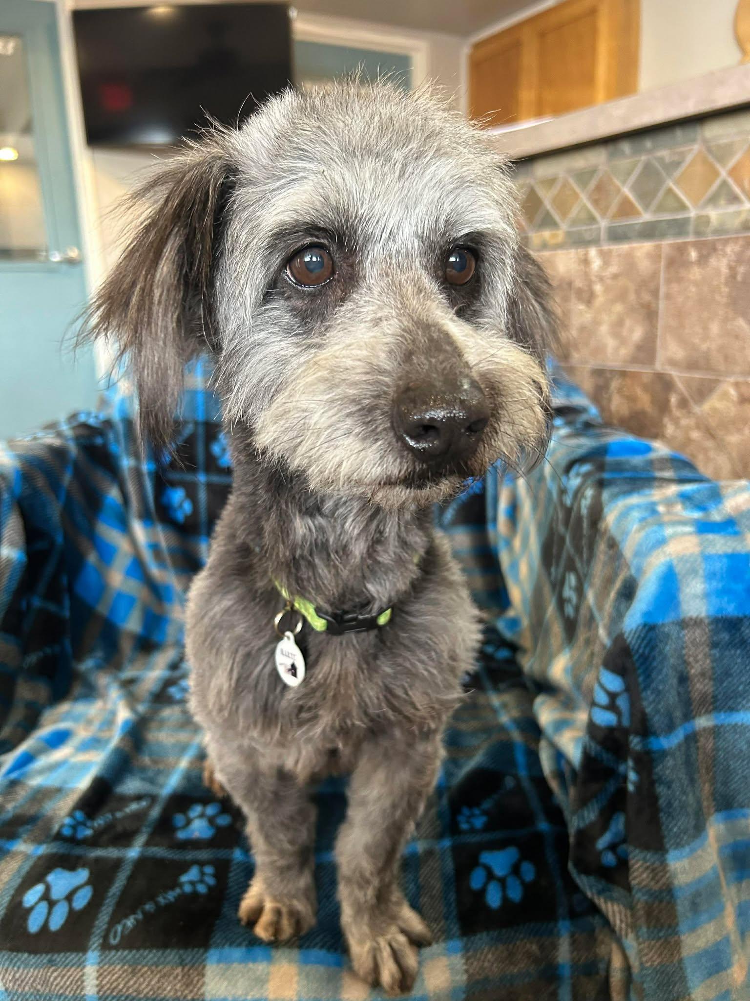 Enlarge Macaroni, an adopted mixed breed in Phoenix, AZ image 5/5