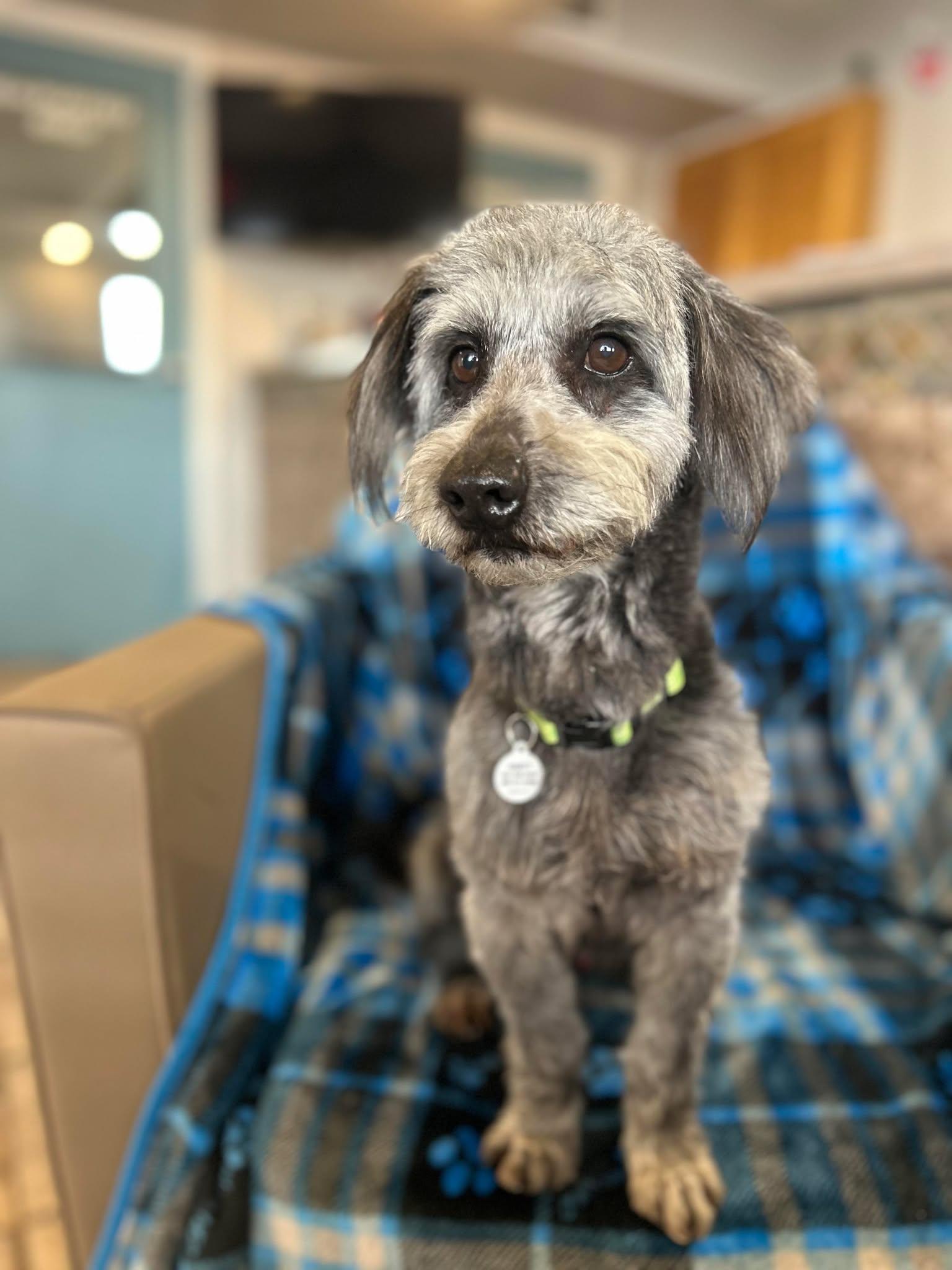 Enlarge Macaroni, an adopted mixed breed in Phoenix, AZ image 1/5