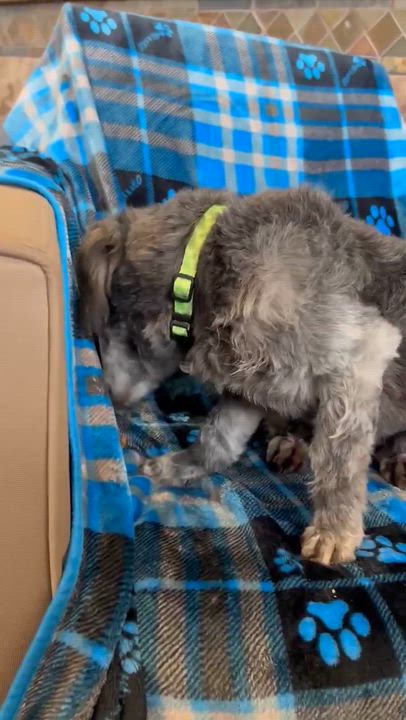 Enlarge Macaroni, an adopted mixed breed in Phoenix, AZ video 2/5