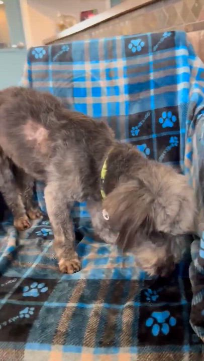 Enlarge Macaroni, an adopted mixed breed in Phoenix, AZ video 4/5