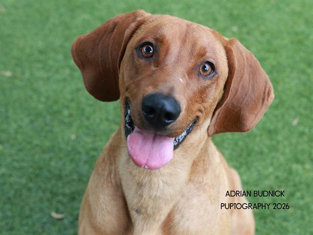 Billiam, ADOPTABLE, Young Male Mixed Breed.