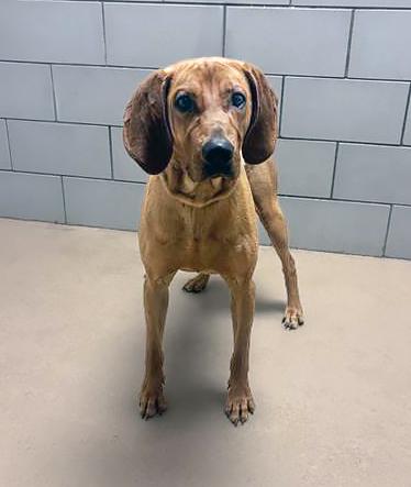 Enlarge Billiam, a ADOPTABLE Mixed Breed in Nashville, TN image 2/2