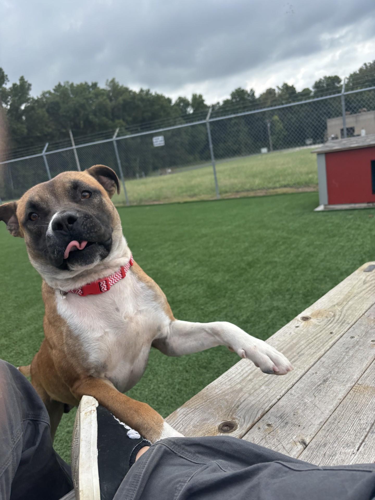 Bruno, Adoptable, Young Male Terrier & Staffordshire Bull Terrier.