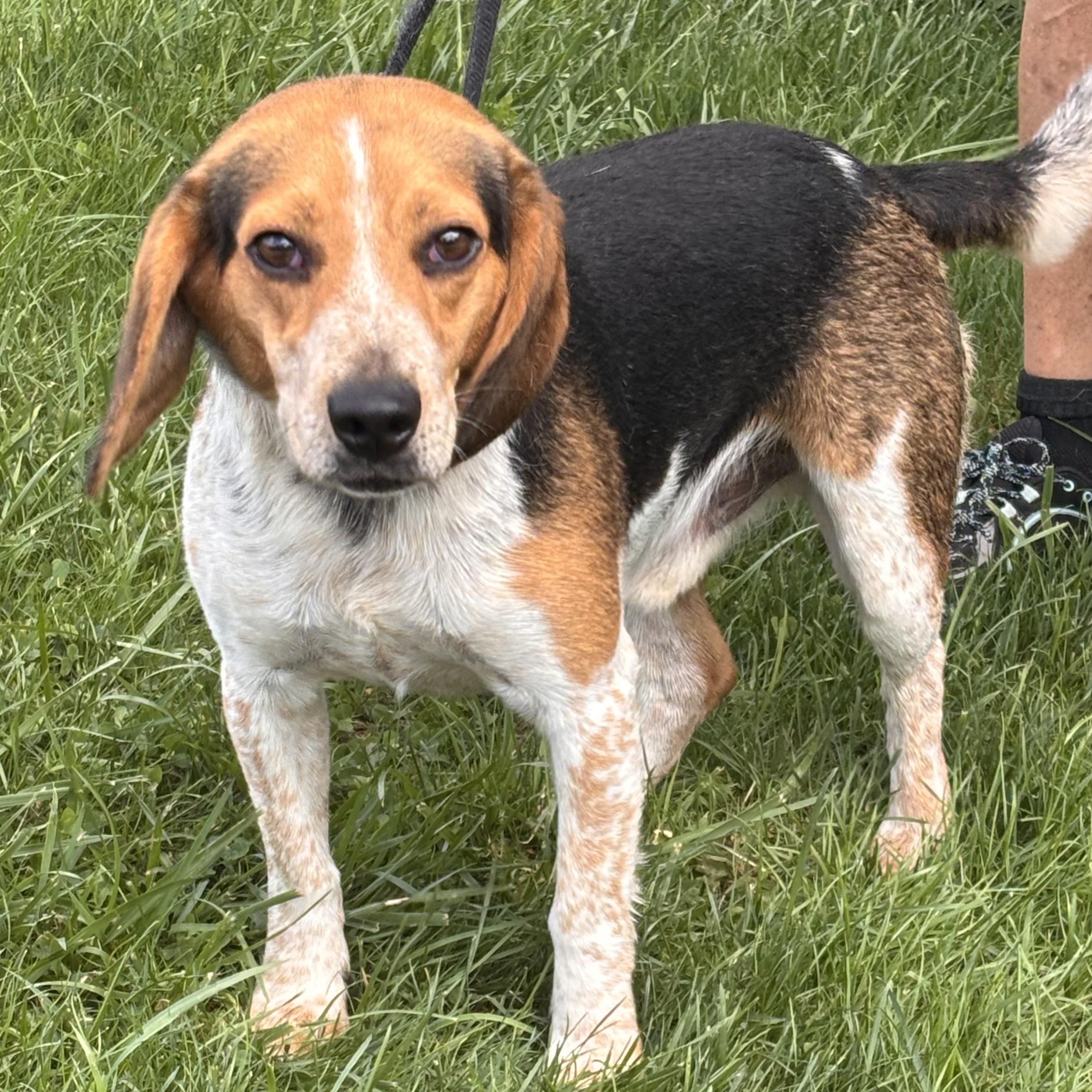 PTH Leo, ADOPTABLE, Adult Male Beagle.