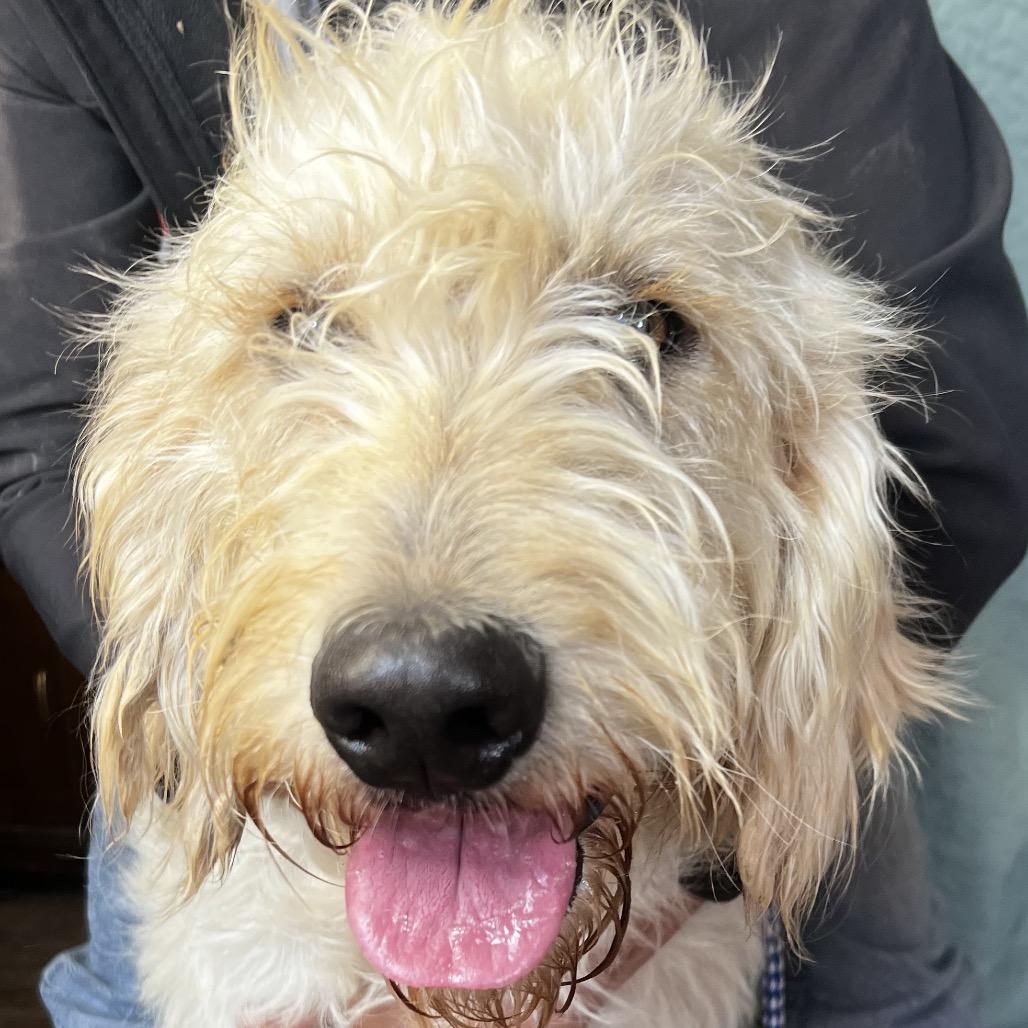 Mo, Adoptable, Adult Male Yellow Labrador Retriever & Standard Poodle.