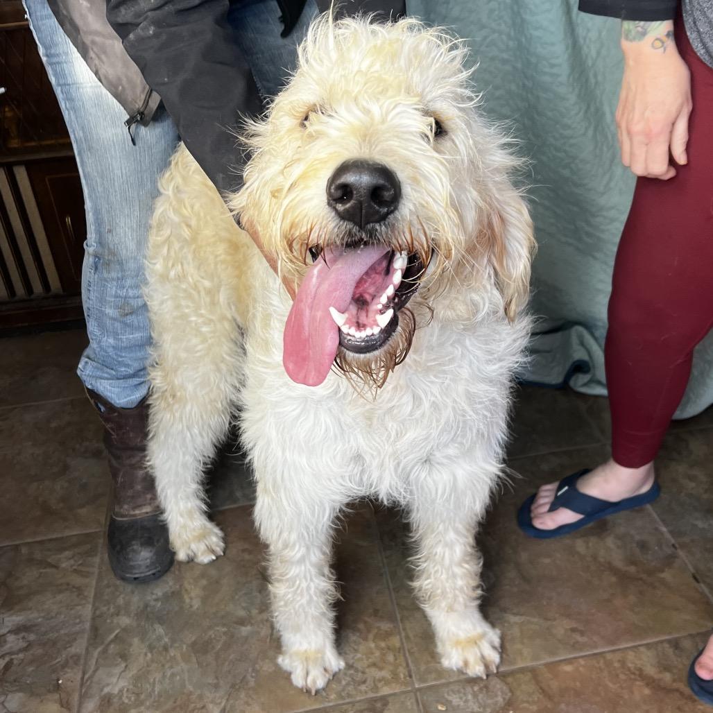 Mo, a Adoptable mixed breed in Aledo, TX image 2/4