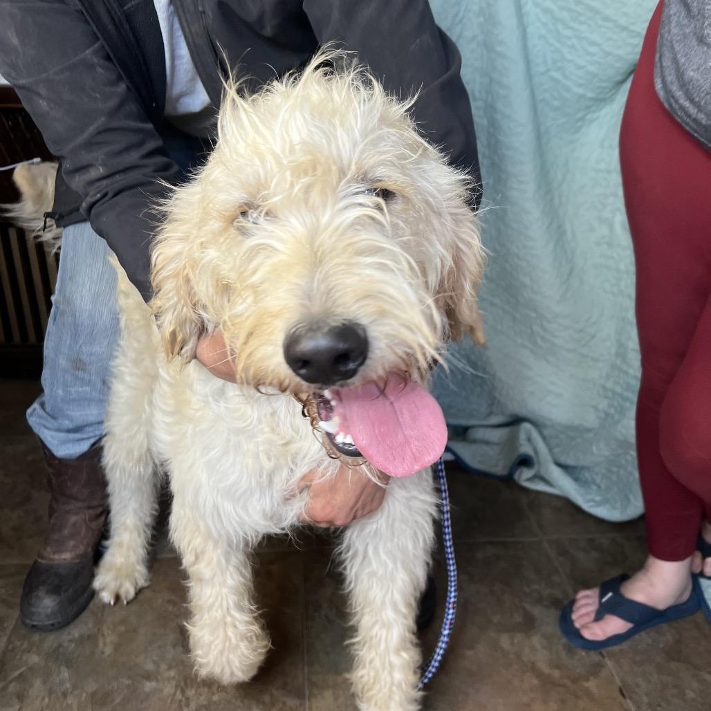 Mo, a Adoptable mixed breed in Aledo, TX image 3/4