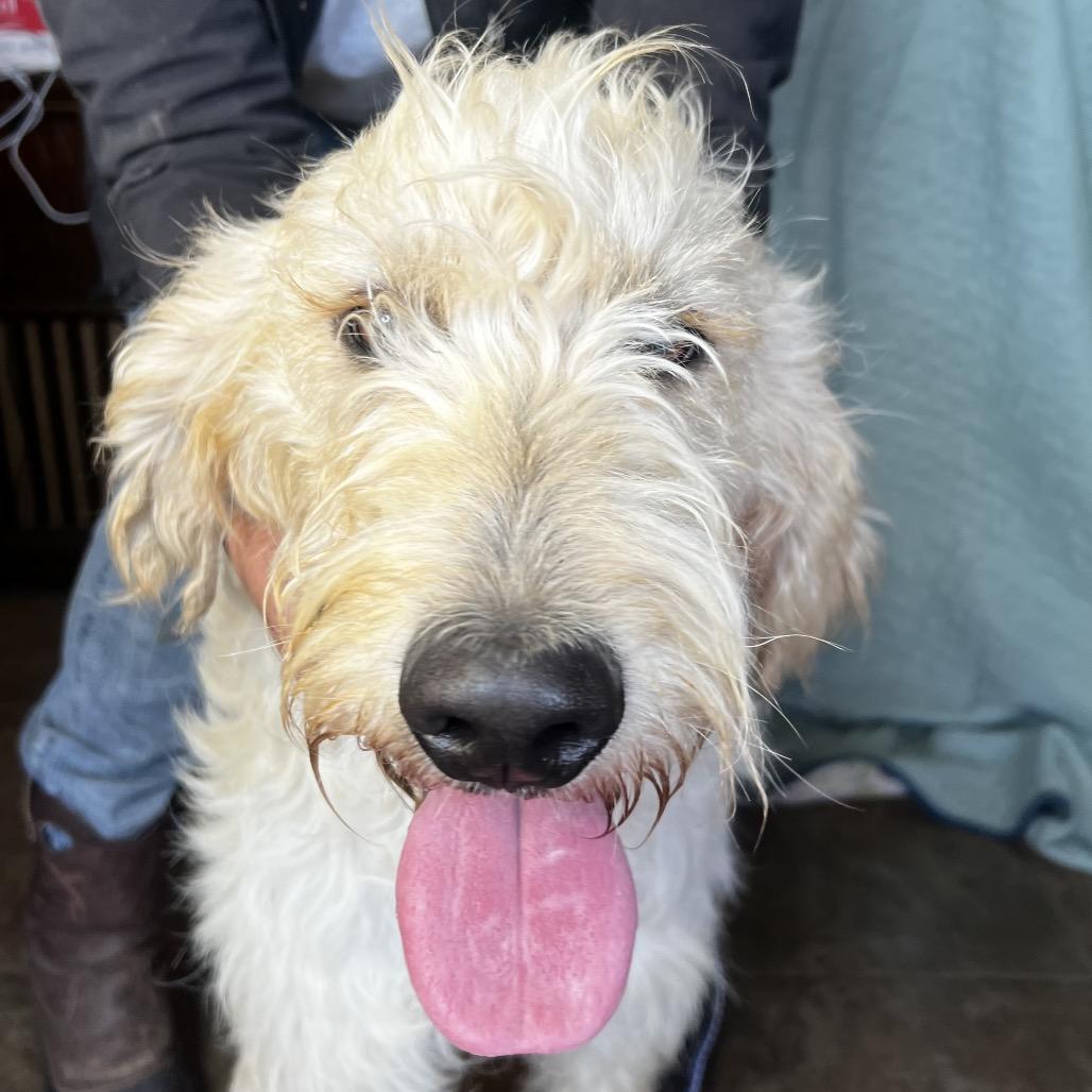 Mo, a Adoptable mixed breed in Aledo, TX image 4/4