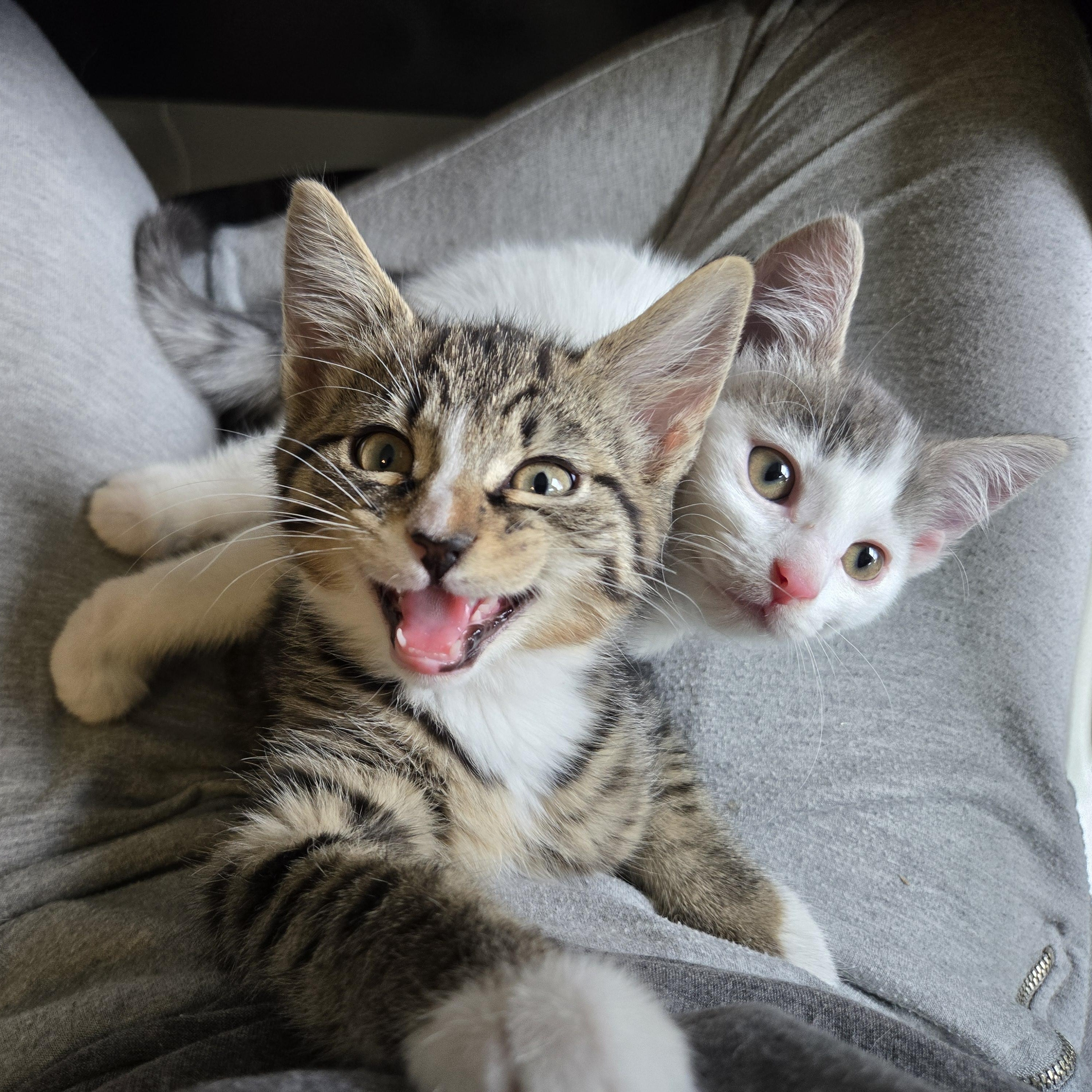 Maleficent & Voldemort, Baby Female unknown