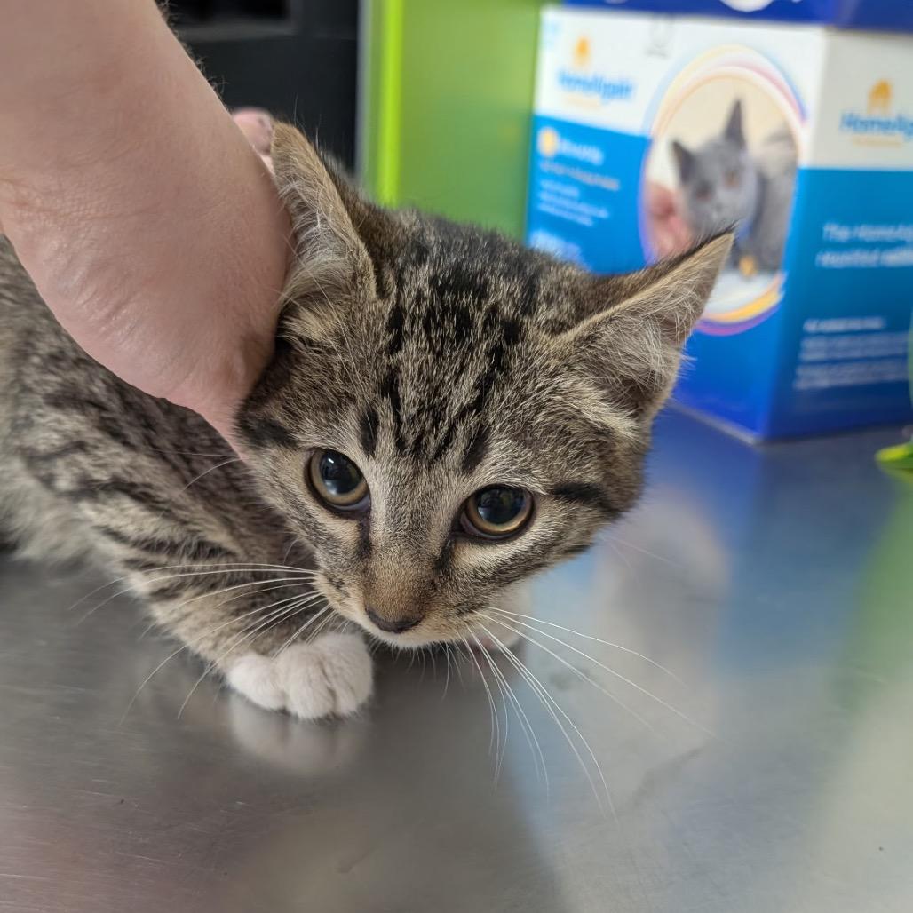 Skittles, Adoptable, Kitten Male Domestic Short Hair.