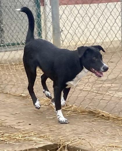 Enlarge Raider, a Adoptable mixed breed in Glasgow, KY image 2/4