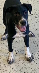 Raider, Adoptable, Young Male Australian Cattle Dog / Blue Heeler.