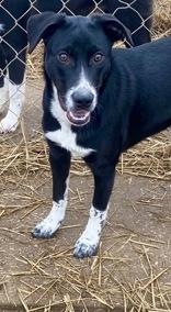 Enlarge Raider, a Adoptable mixed breed in Glasgow, KY image 4/4