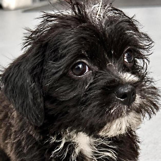 Enlarge Baby Walter, a Adoptable mixed breed in st louis, MO image 6/6