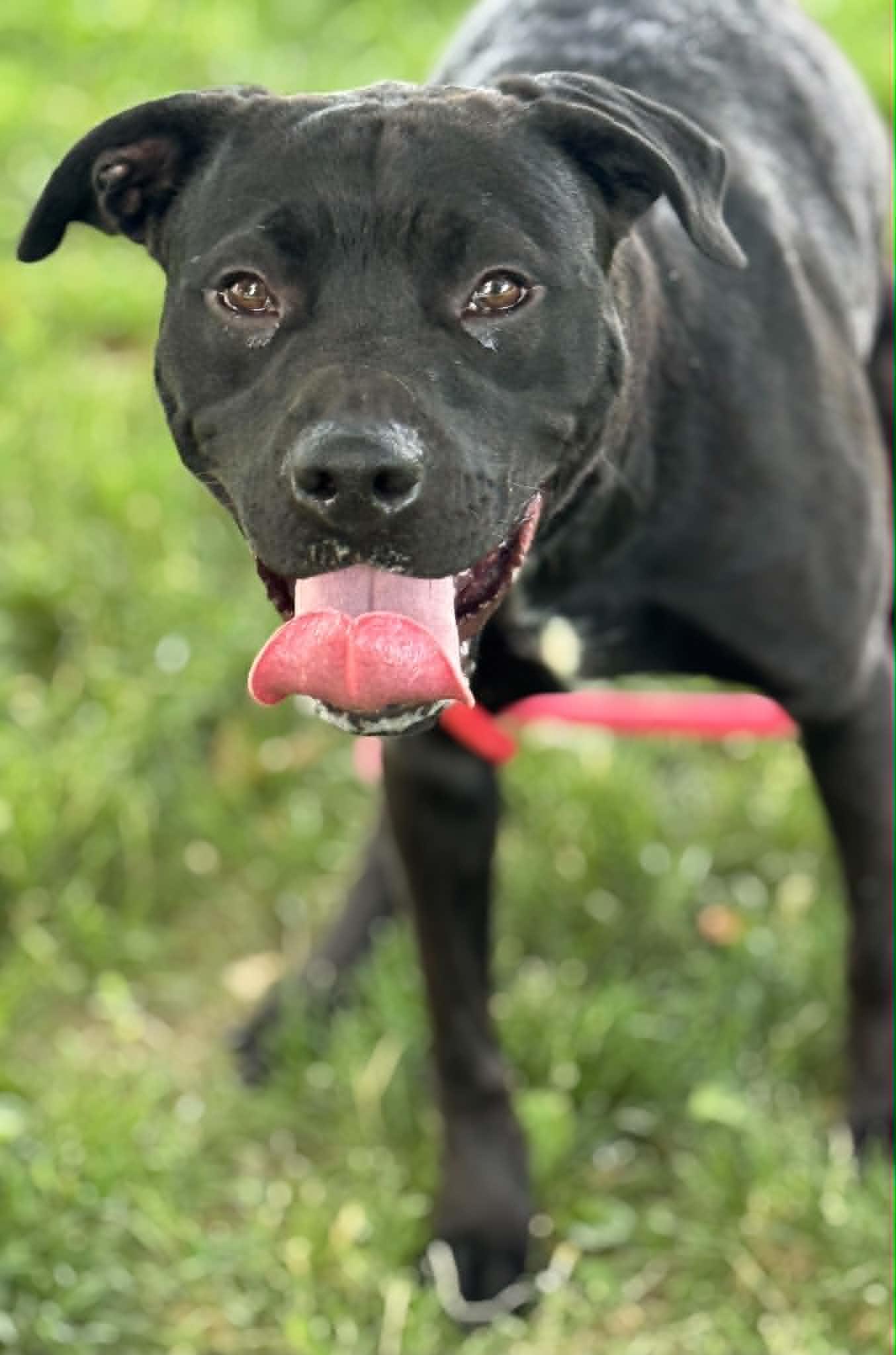 Link (in a FOSTER home), a ADOPTABLE mixed breed in Springfield, IL image 2/2