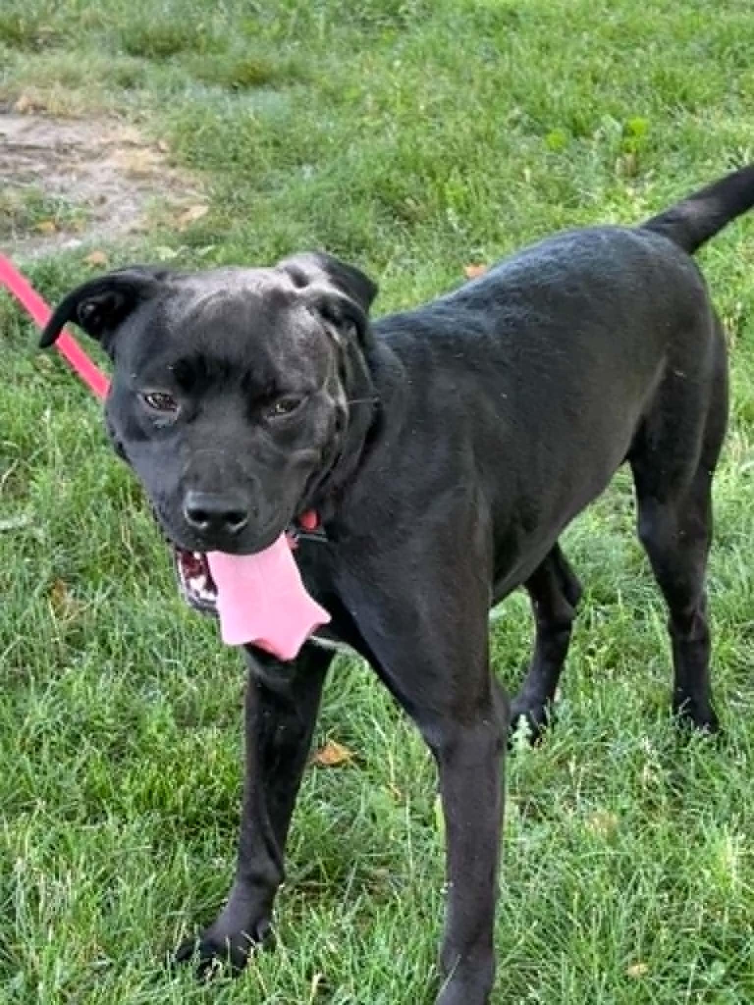 Link (in a FOSTER home), a ADOPTABLE mixed breed in Springfield, IL image 1/2