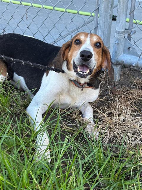 GRIDDLE, Adoptable, Adult Male Treeing Walker Coonhound.