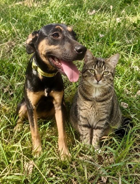Dandelion - w/Local Foster, Adoptable, Puppy Female Labrador Retriever & German Shepherd Dog.