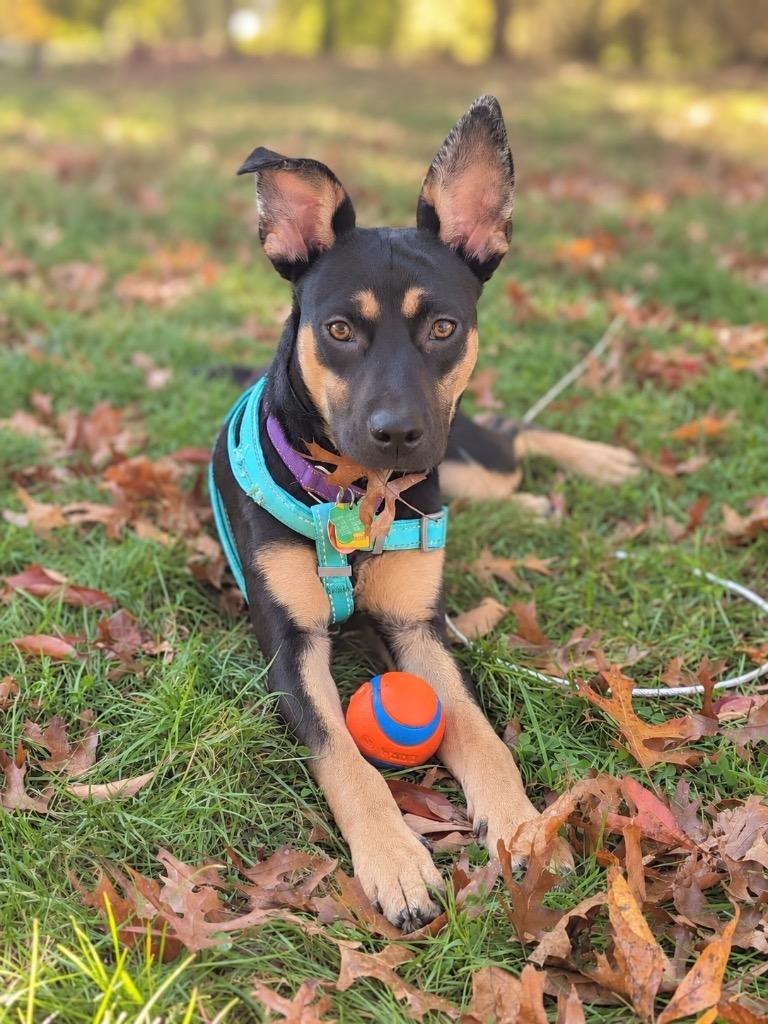 Enlarge Dandelion - w/Local Foster, a Adoptable mixed breed in Princeton, MA image 2/6